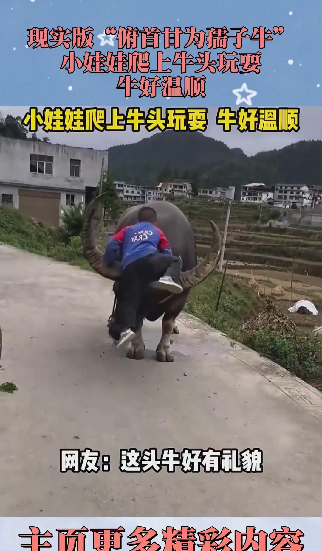 现实版"俯首甘为孺子牛",小娃娃爬上牛头玩耍,牛好温顺