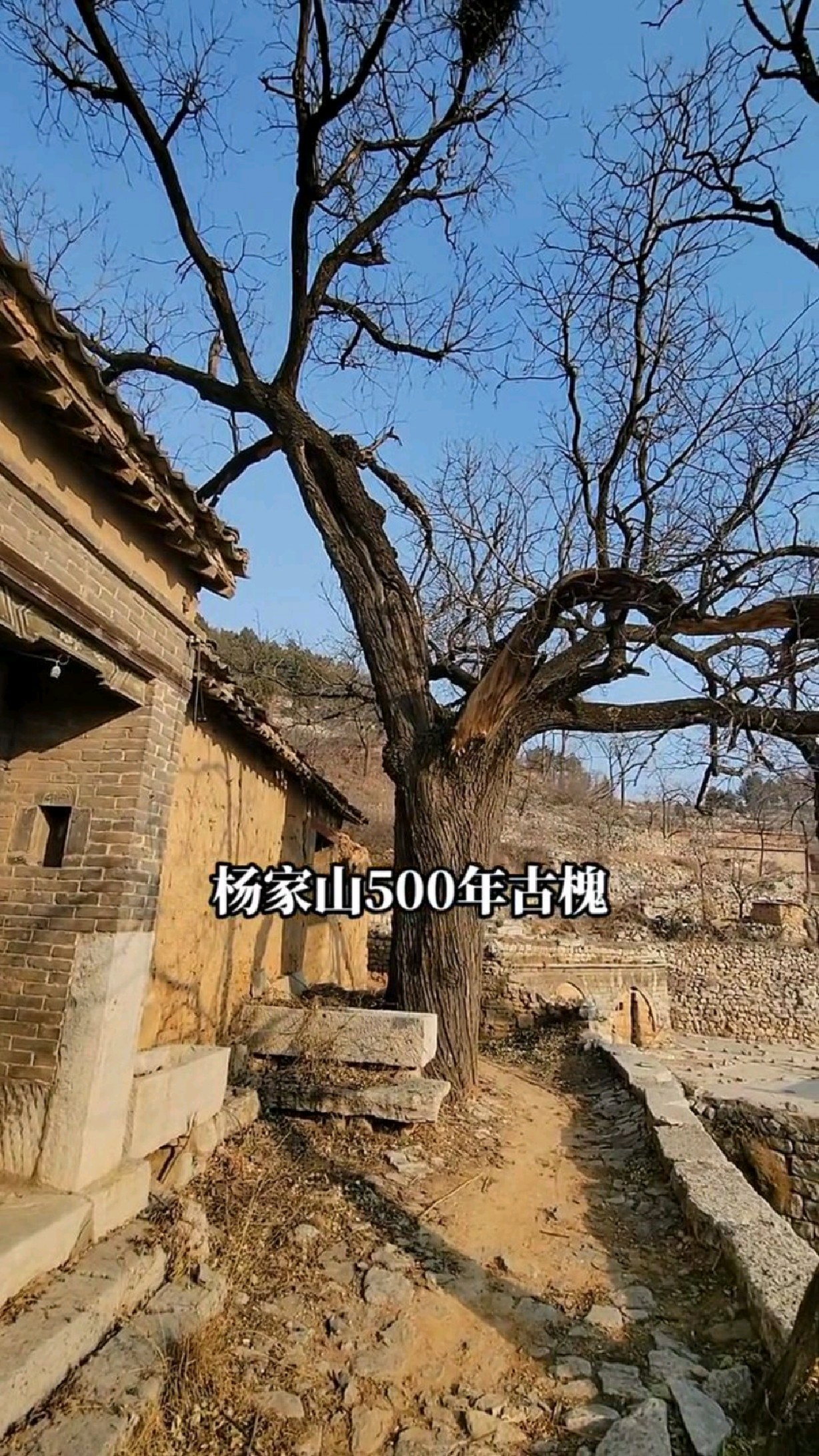 河北涉县杨家山500年古槐#古村落风景 #乡愁记忆 #旅行推荐官