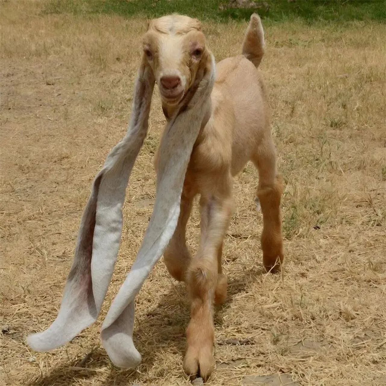 巴基斯坦特产长耳山羊,其耳朵可达48厘米