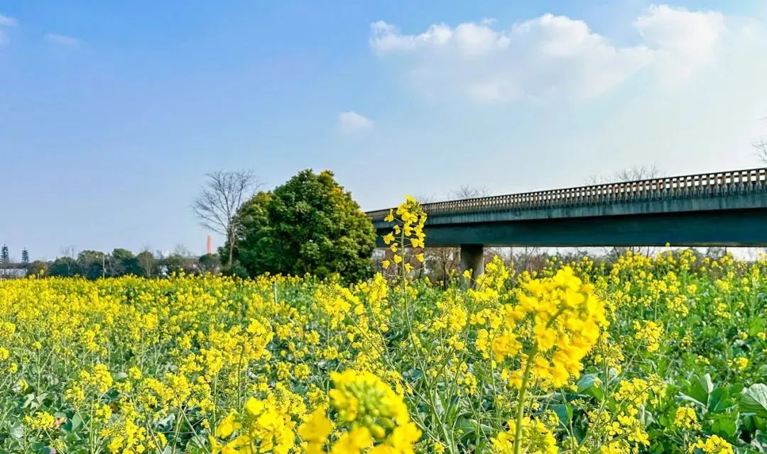 2022成都油菜花景点图片