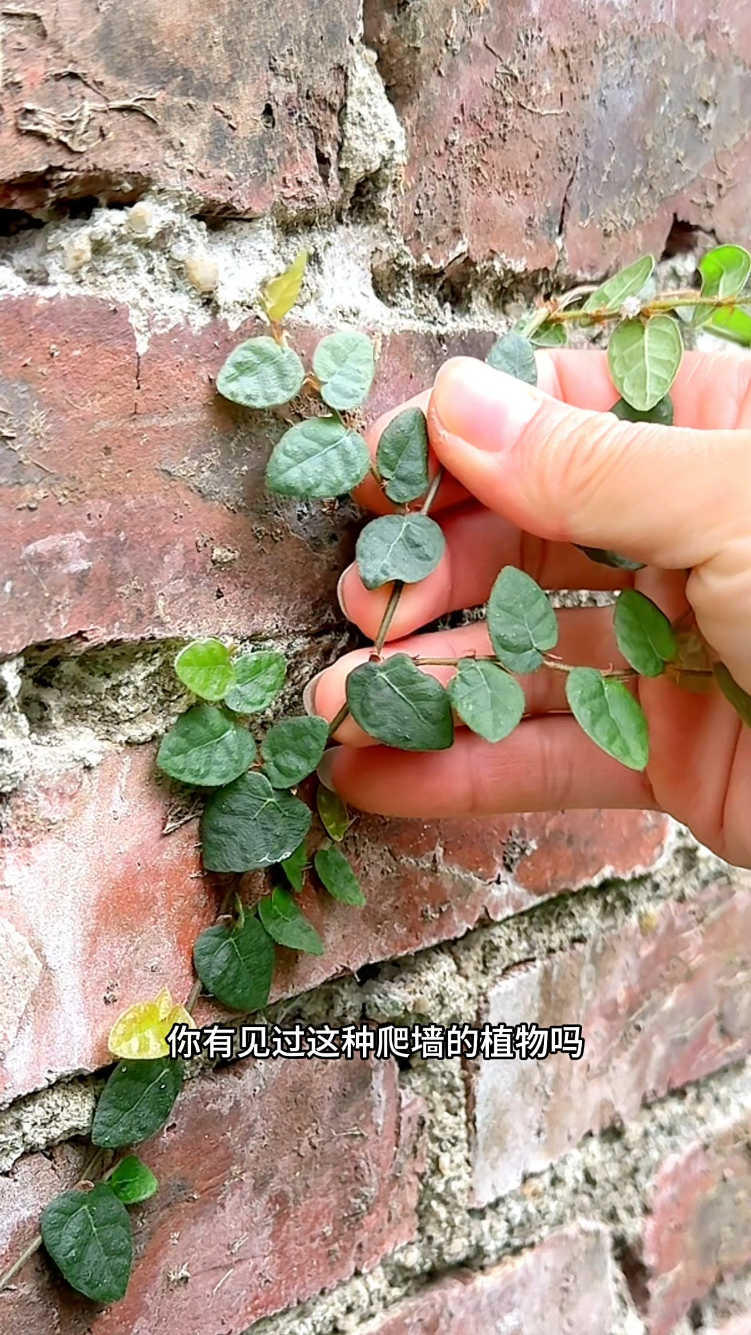 这种农村墙壁上的爬藤植物,它叫爬墙虎,也叫薜荔藤,风不动