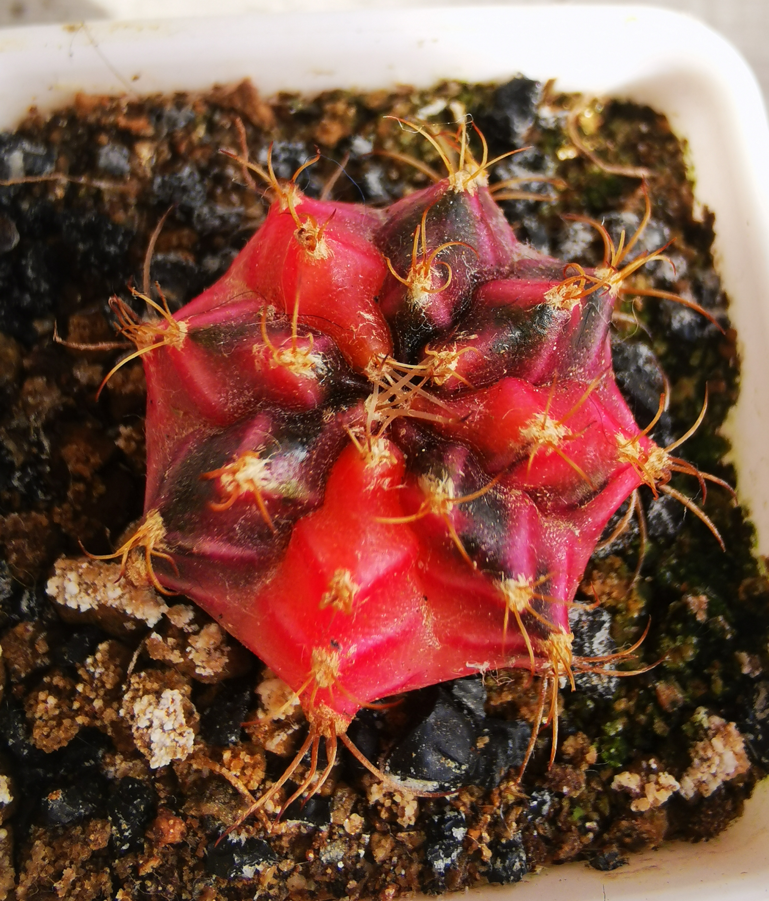 这只小红米哈洛维奇仙人球,从秋天到冬天,除了变得更红,貌似没有其他