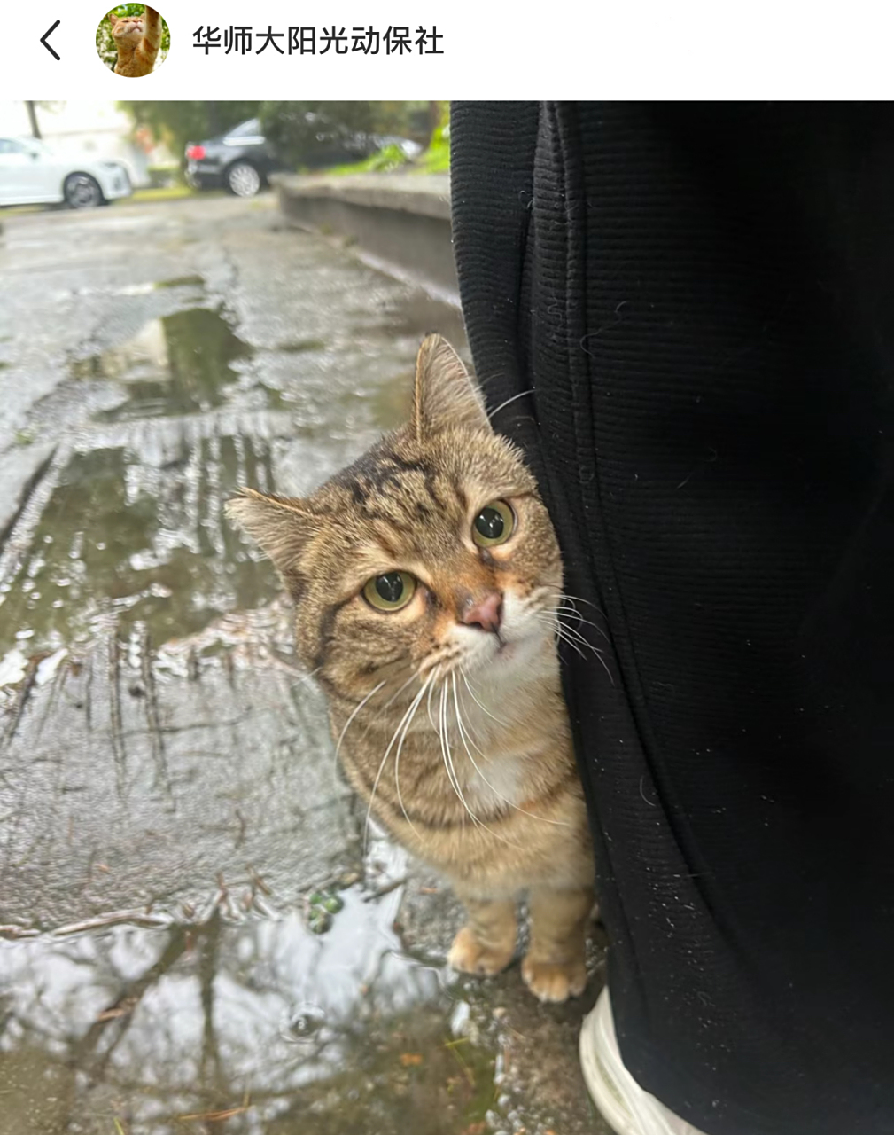 下雨天在学校偶遇小猫咪,它好乖好可爱啊,网友:下雨天小猫还来陪大学