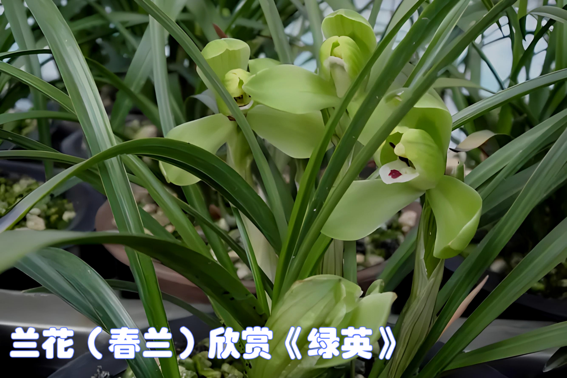 [原文:兰花(春兰)欣赏《绿英》]