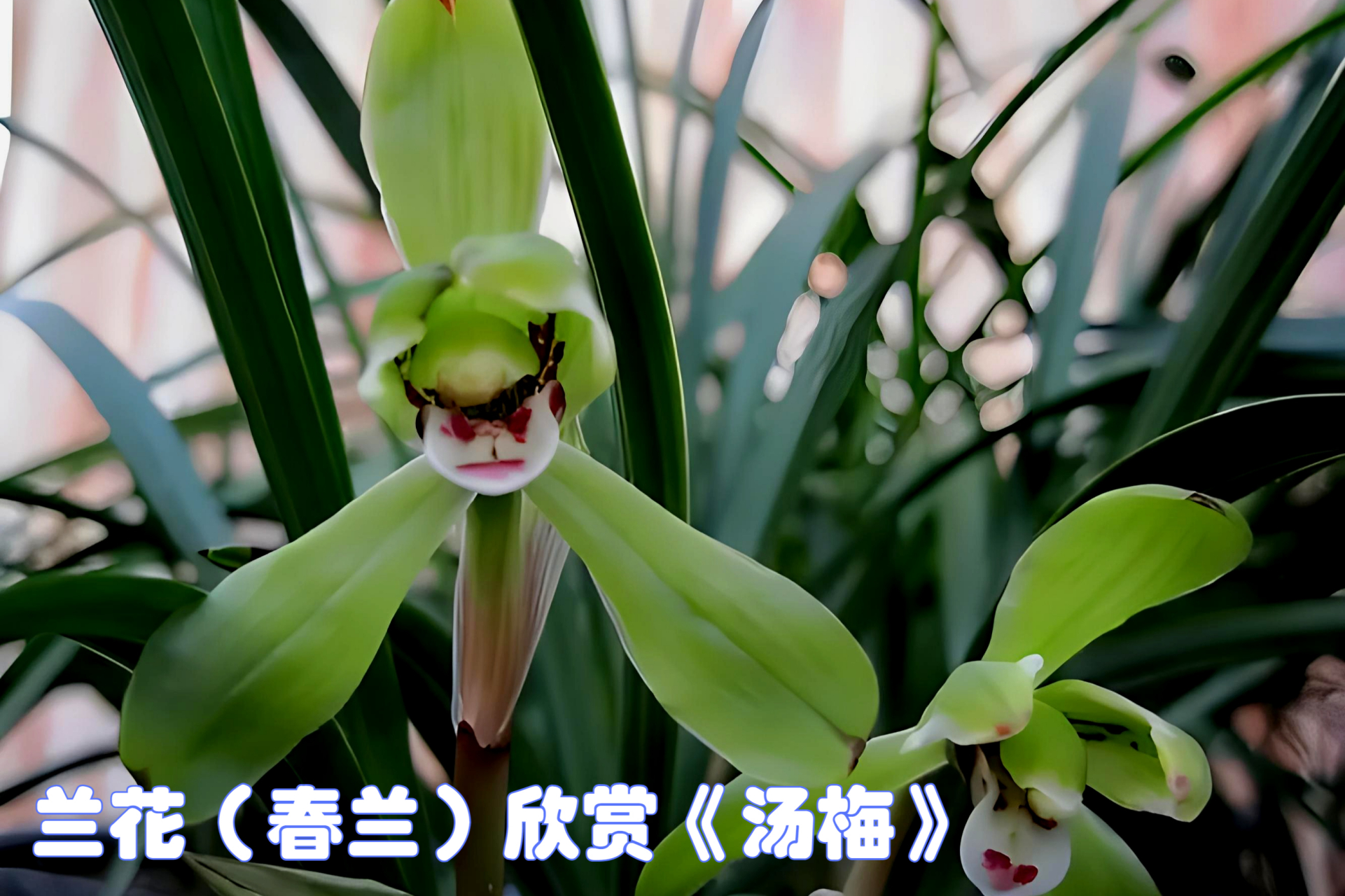 珍惜保护这些植物资源吧![原文:兰花