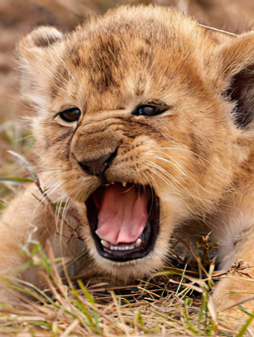 贪玩的小狮子掉队了,母狮很生气-度小视