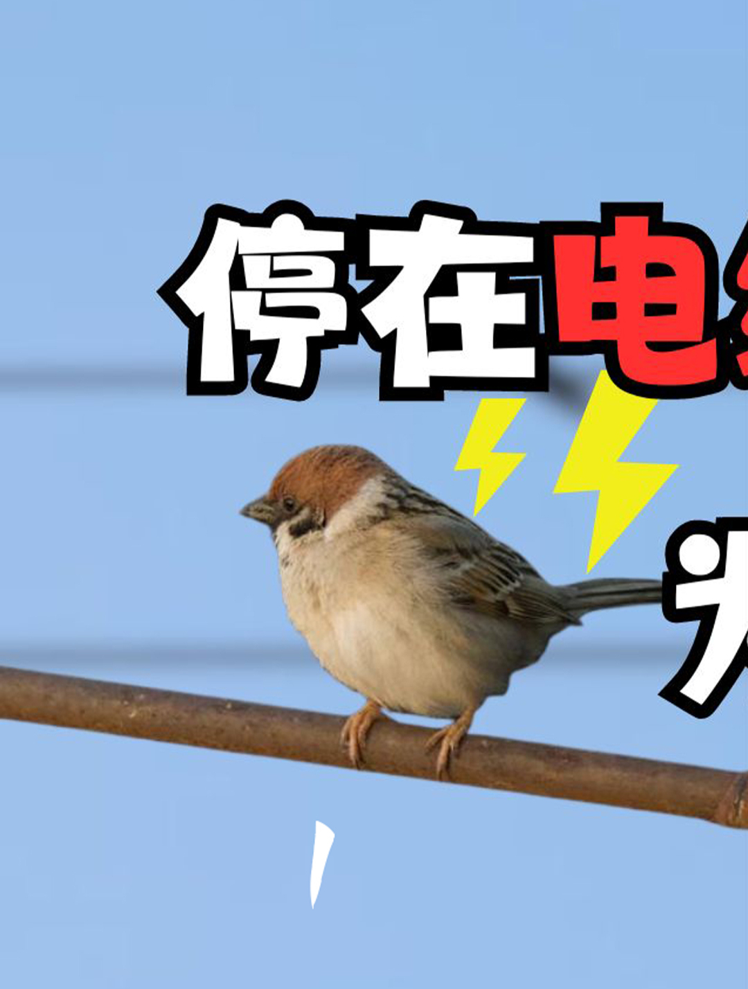 为什么鸟可以站在高压线上不被电百科在线