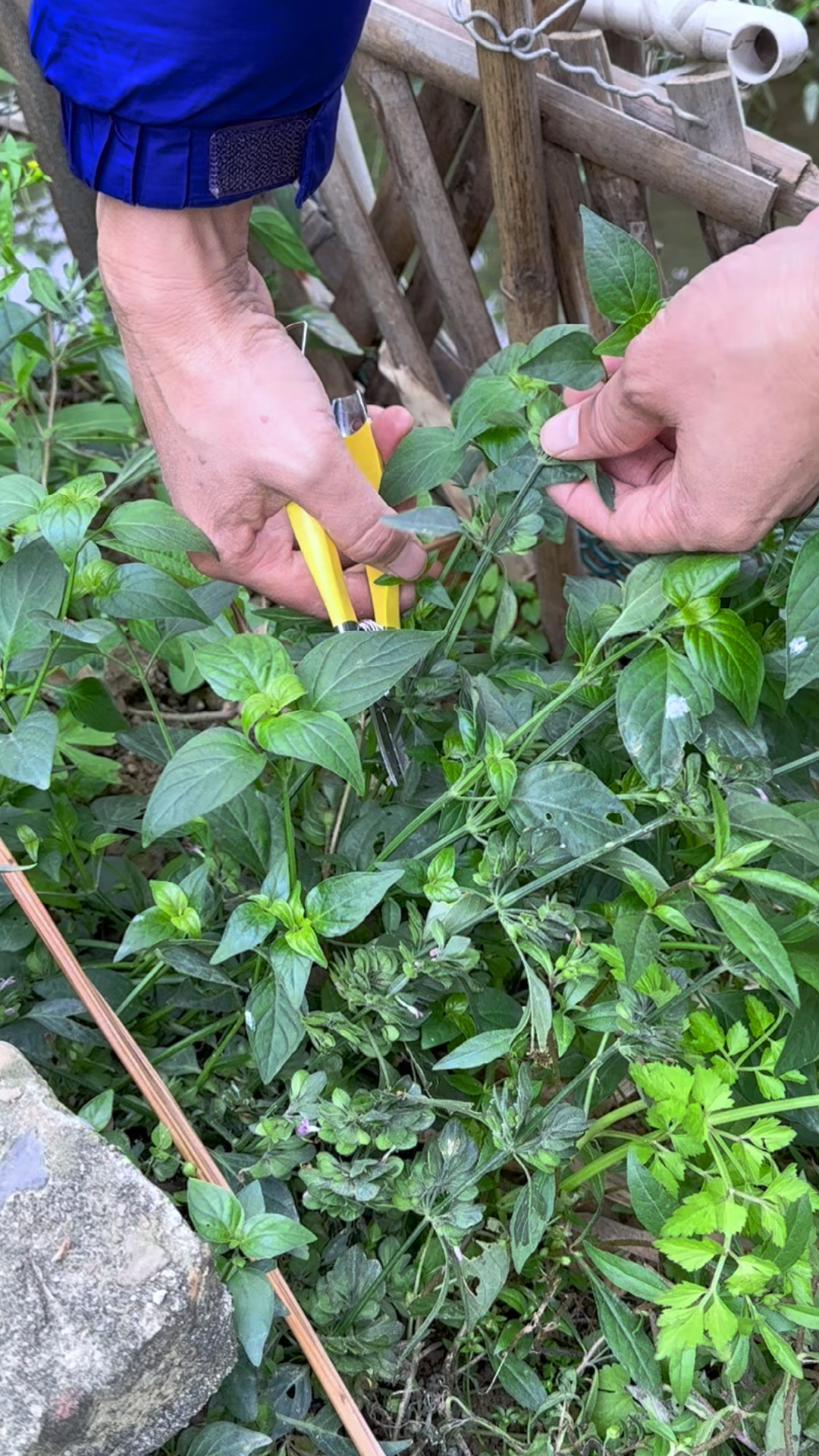 龙狗肝别名图片