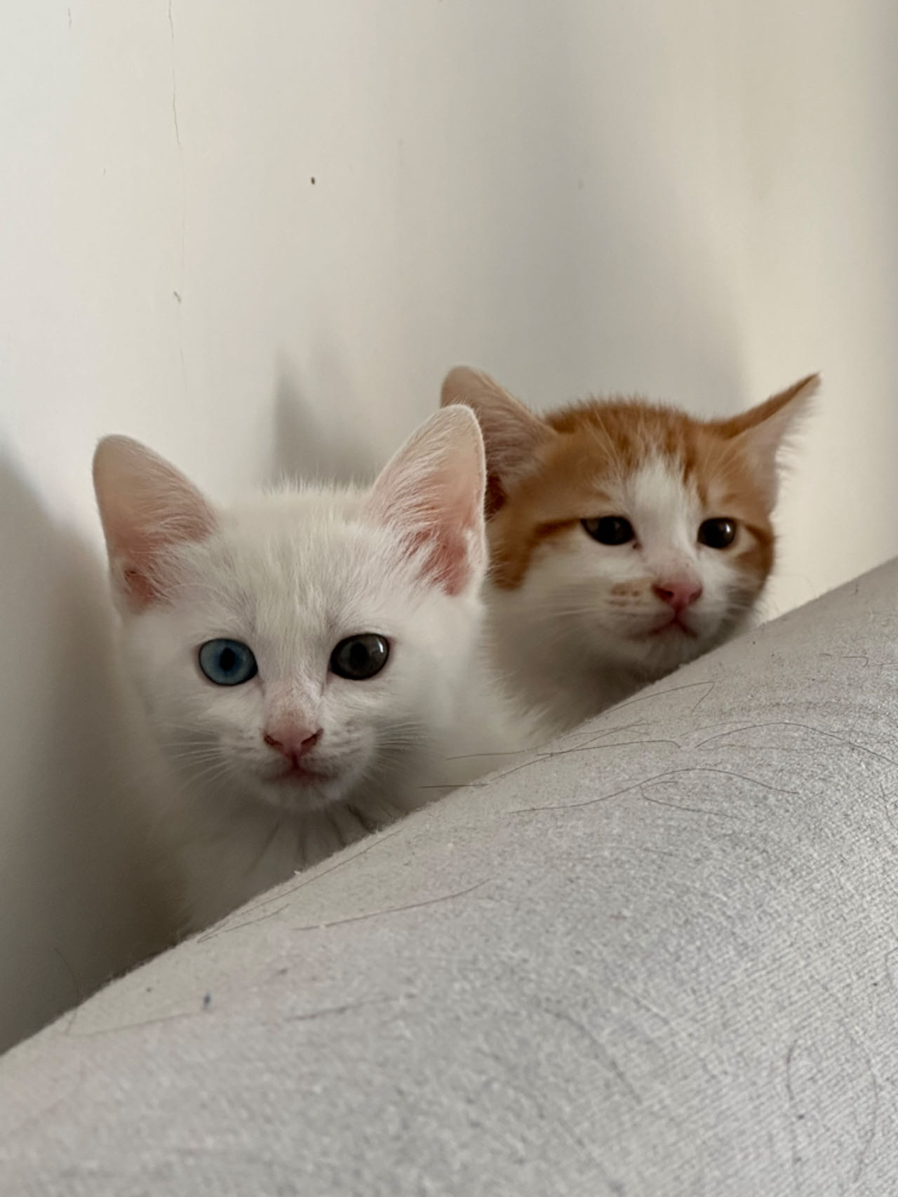 儿子领养猫去的时候,先映入眼帘的就是白猫,然后是四只白橘相间的猫
