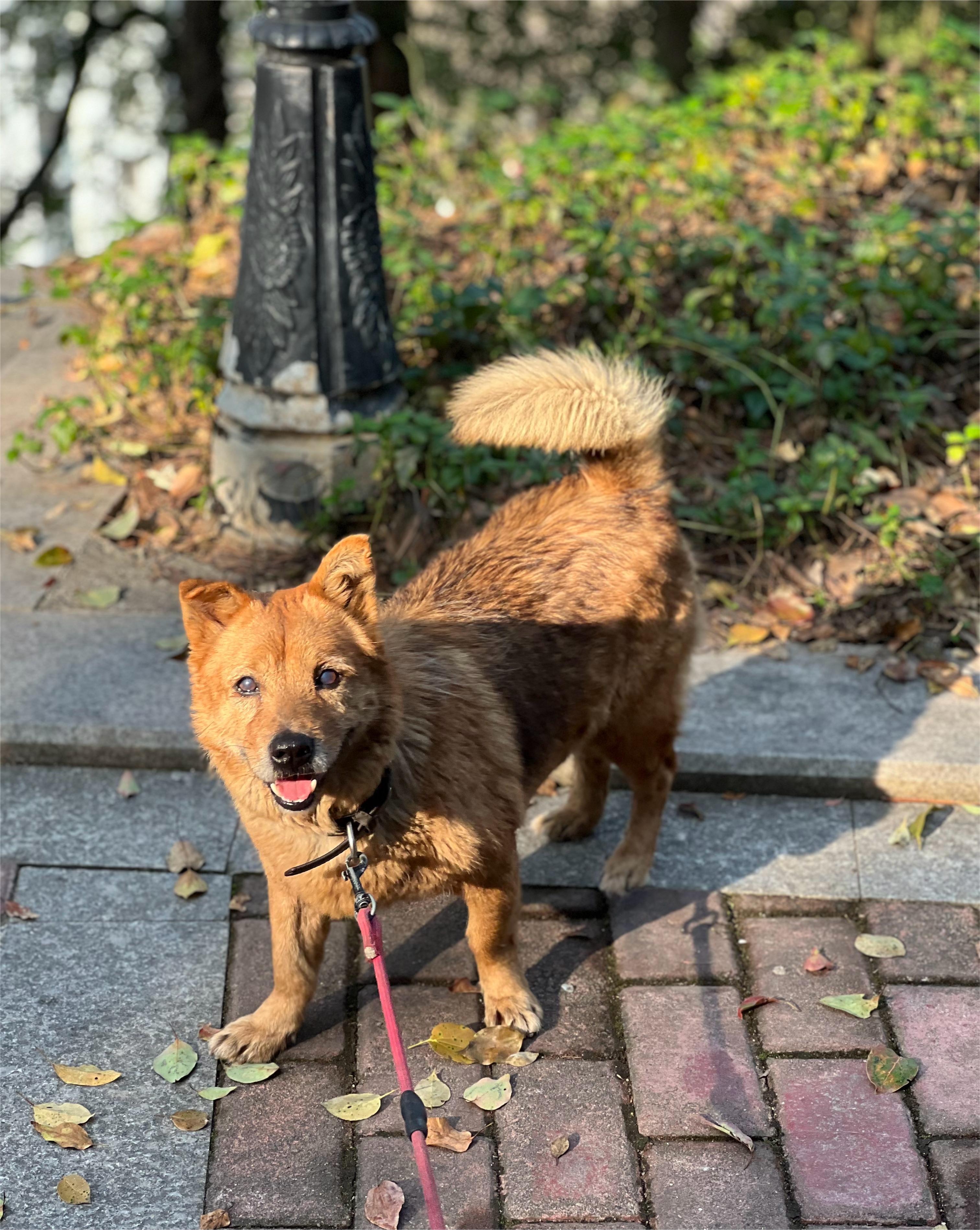 老年狗狗膀胱结石,排石上岸!