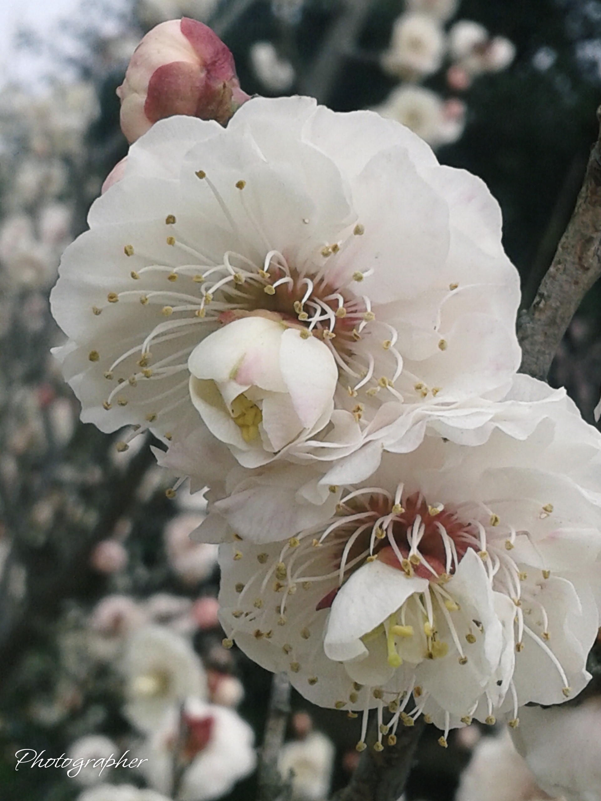 二红台阁梅花图片