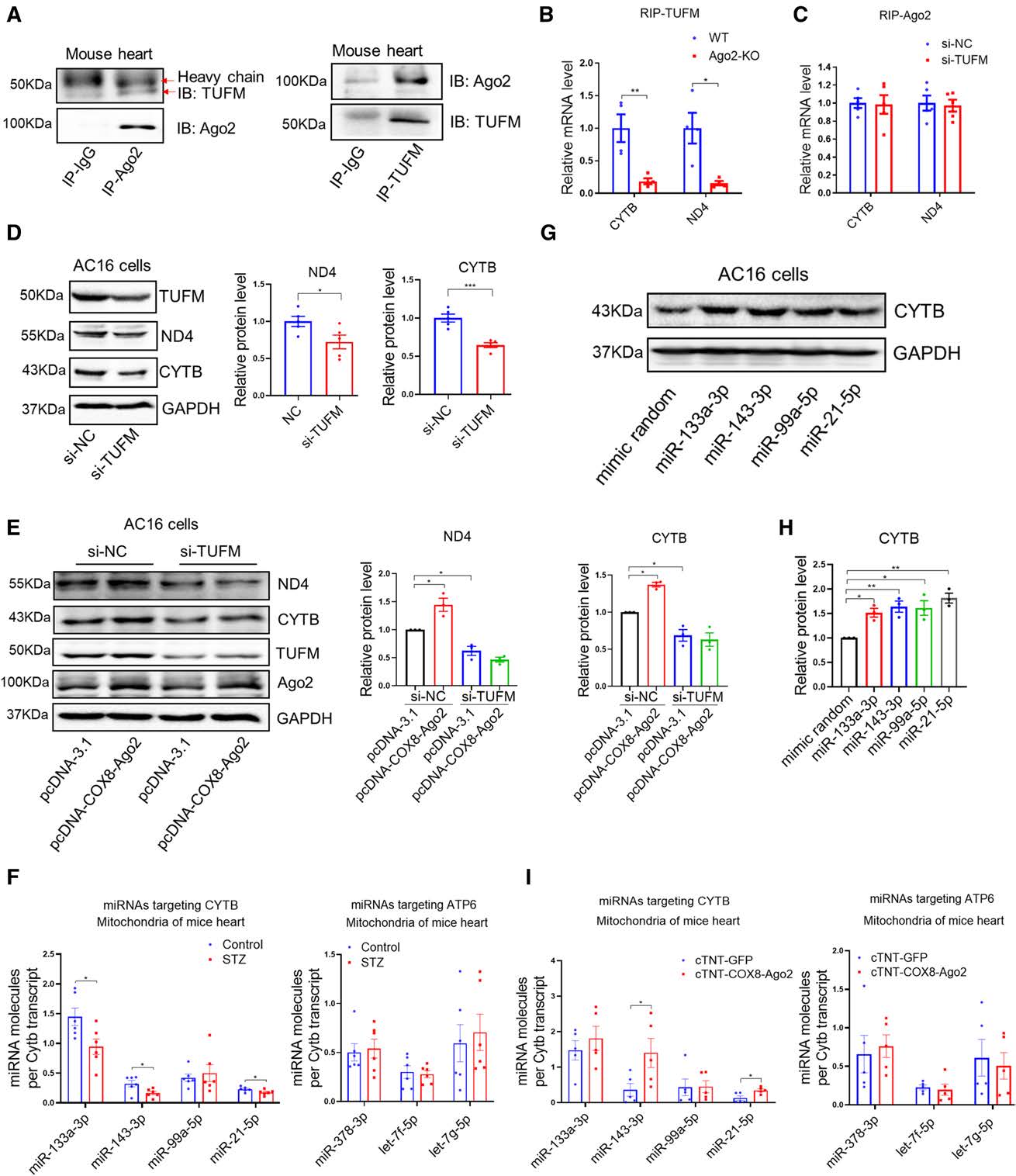 项目文章circulationif378i华中科技大学同济医院研究团