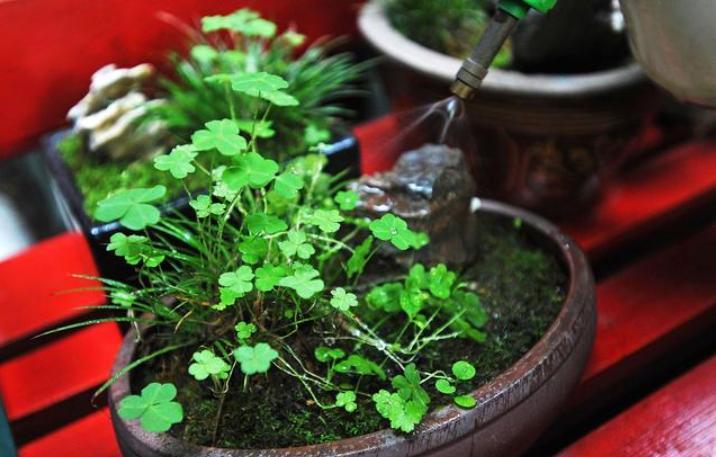 踏青遇到长在石头缝里的"灵草",挖一棵,养在家里"好处多"