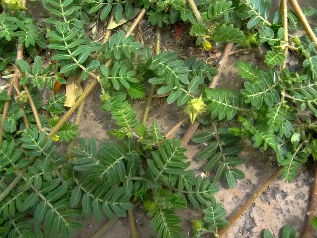 带你识别中药材蒺藜