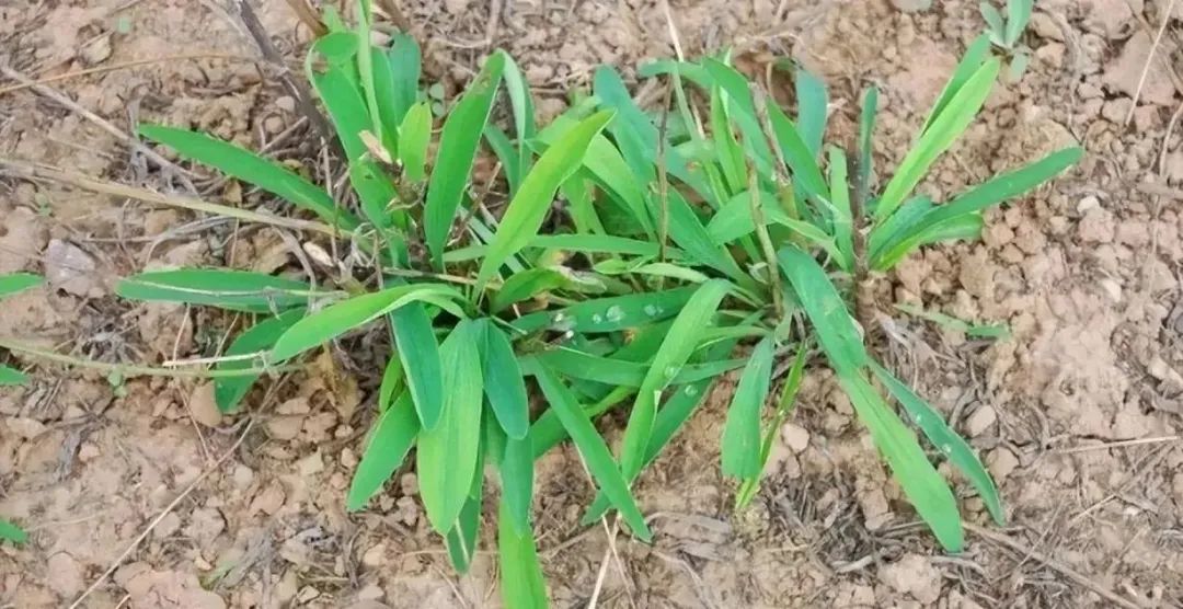 带你识别中药材柴胡