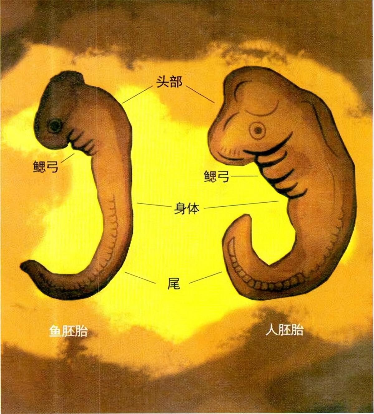 人类是由鱼类而进化来的有化石做证我们身上现在还有证据