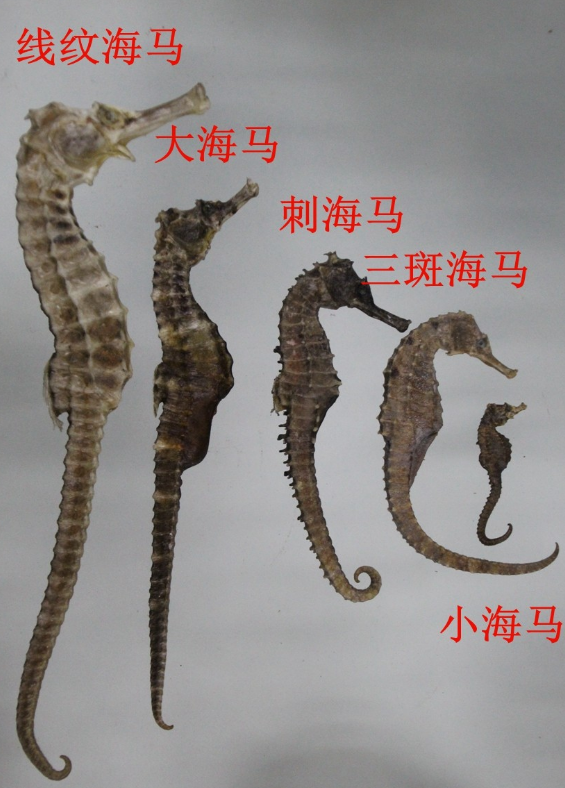 带你识别中药材海马