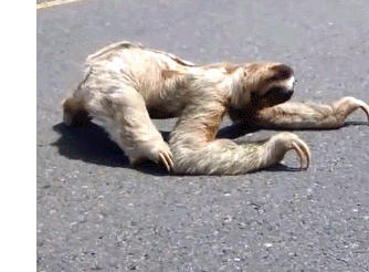 回顾超过50树懒死在拉屎途中为何树懒非要冒死到地面排便