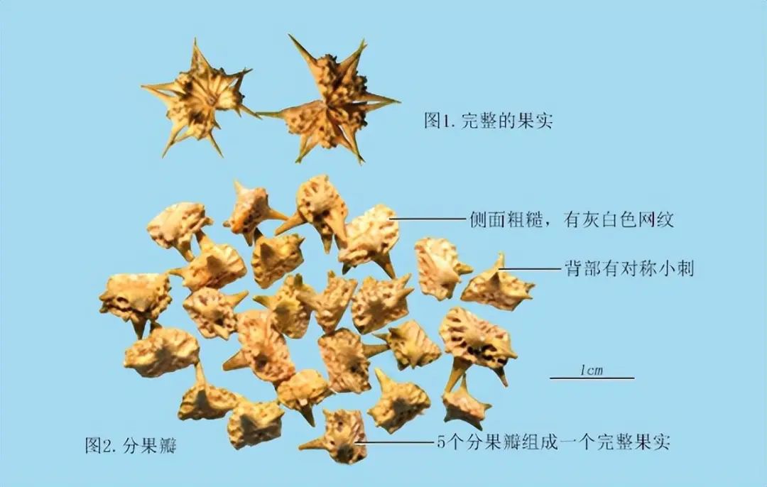 带你识别中药材蒺藜