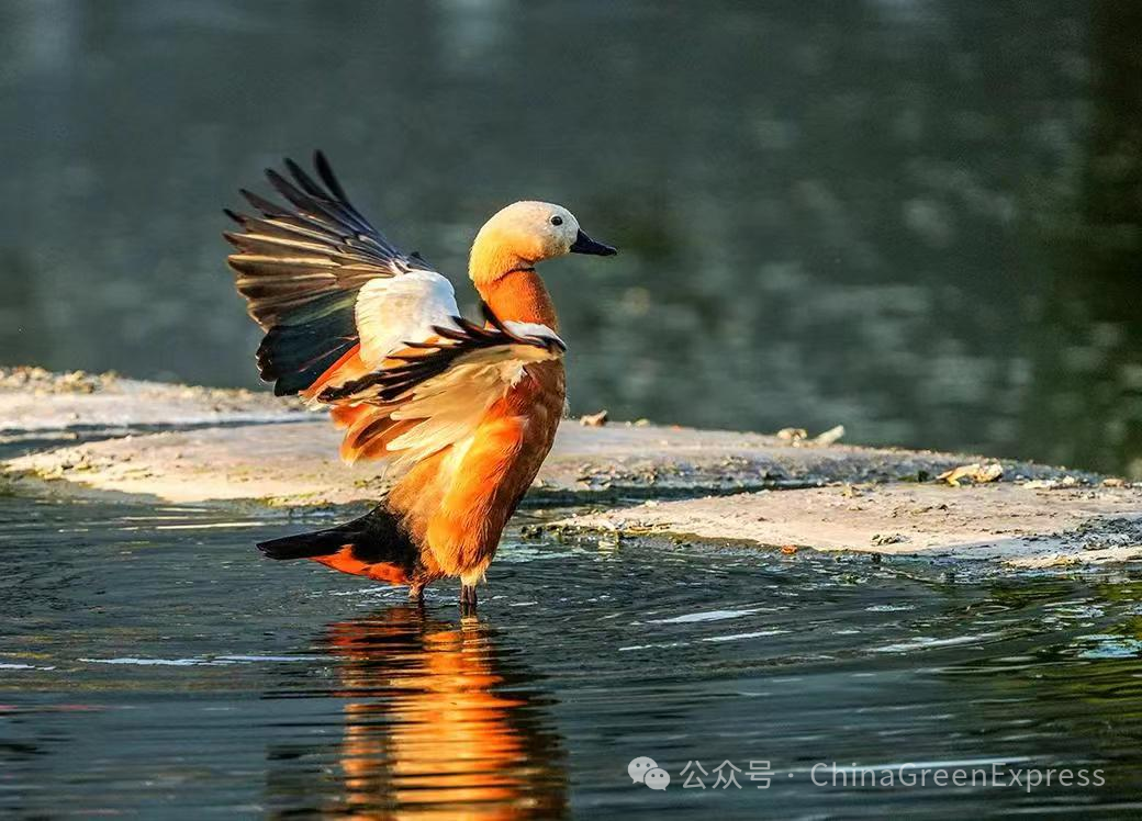 水中舞蹈的赤麻鸭