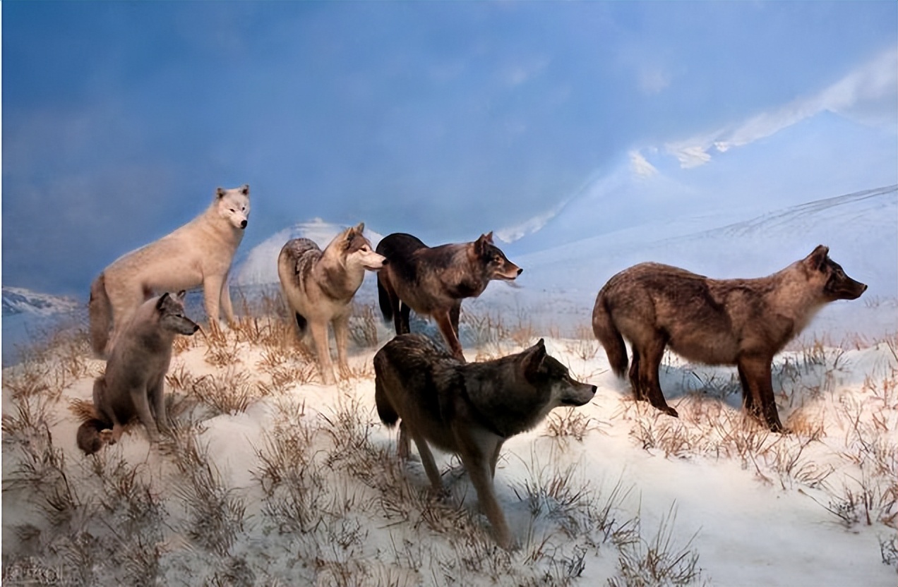 故事:一天夜里,狼群将村屋包围,人们躲在院墙上围守