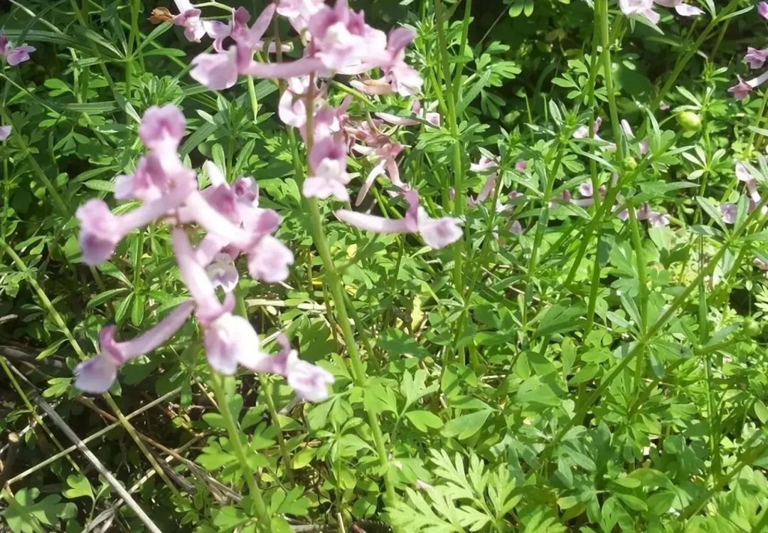 识别中药材夏天无