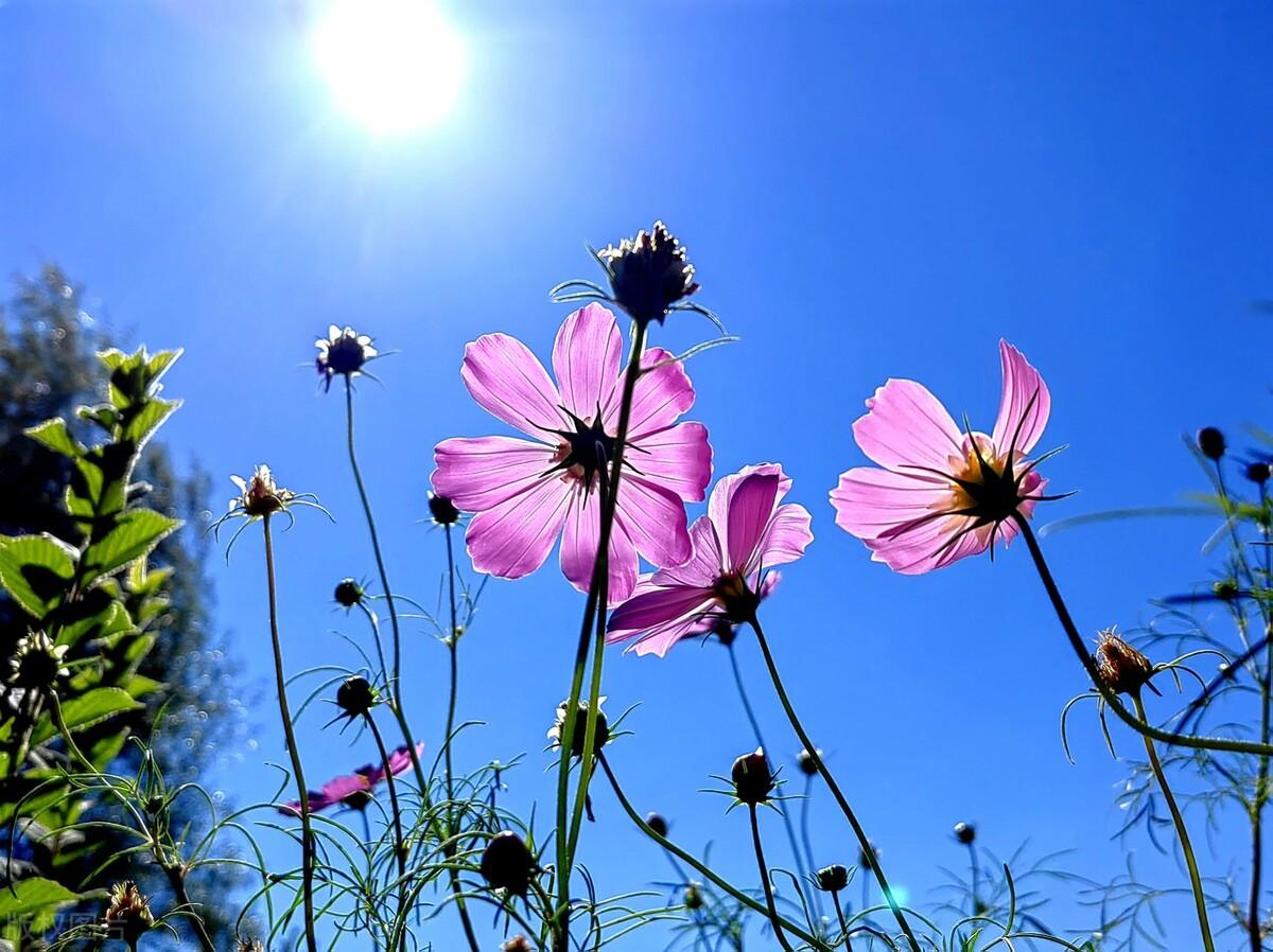 三月,是诗人笔下的浪漫,是画家眼中的美丽,是音乐家耳中的旋律.