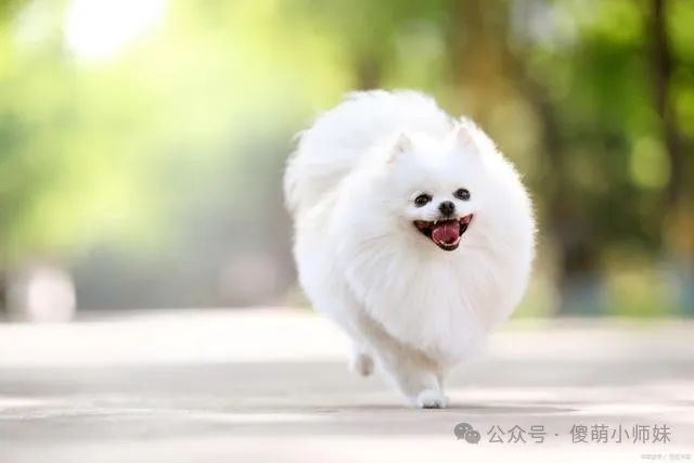 博美犬的训练图片