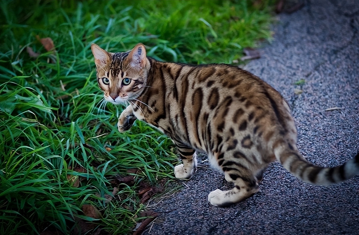 挪威森林猫壁纸图片