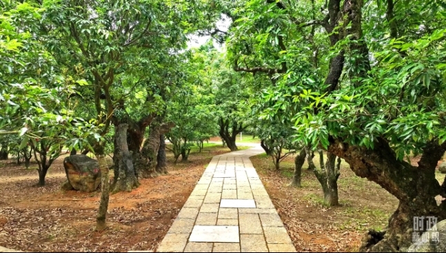 做强荔枝旅游 描绘荔乡画卷——回访广东省茂名市根子镇柏桥村