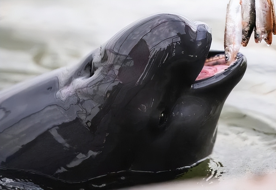 长江禁渔成效显著!2天现10余头江豚,鱼太多,染黑水:60年一遇