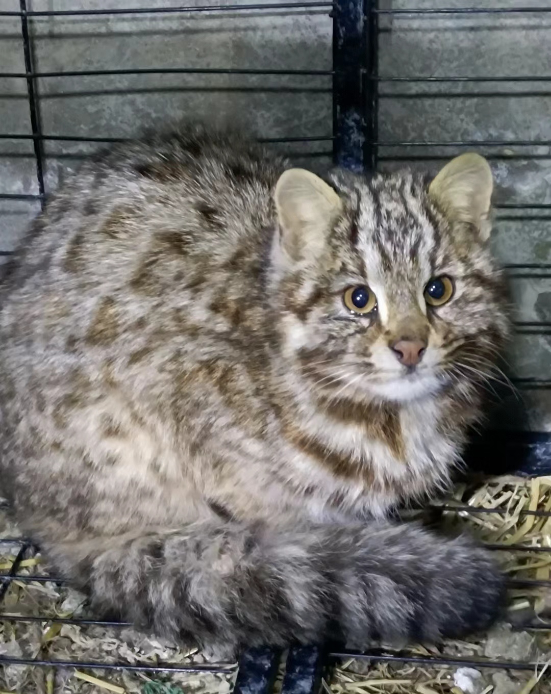 这种豹猫是不是老人常说的山猫,野猫,山狸子?