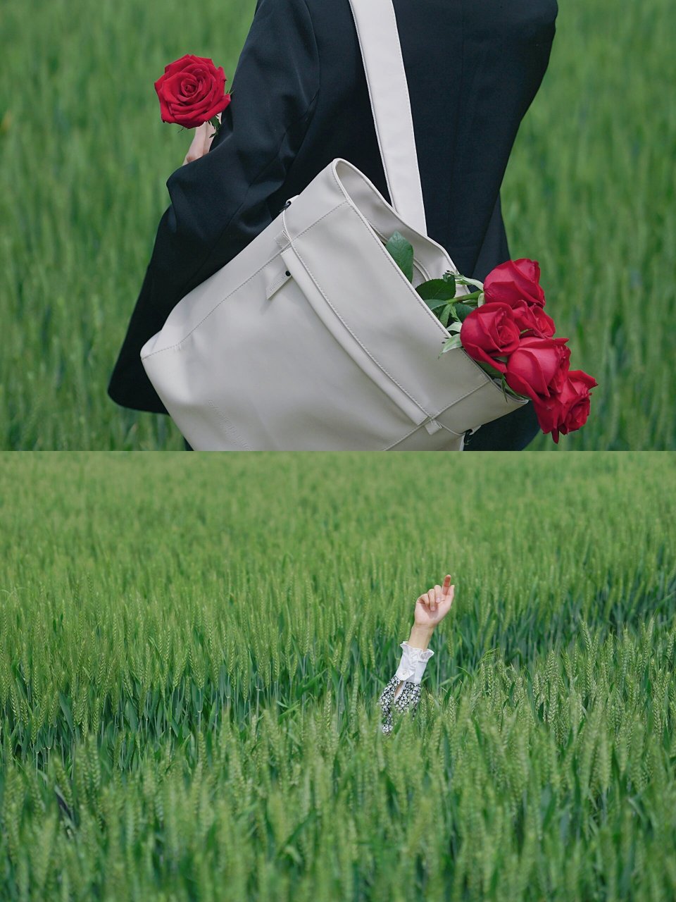 麦田与玫瑰❤️💚电影感调色滤镜|附参数  我一直渴望在麦田中