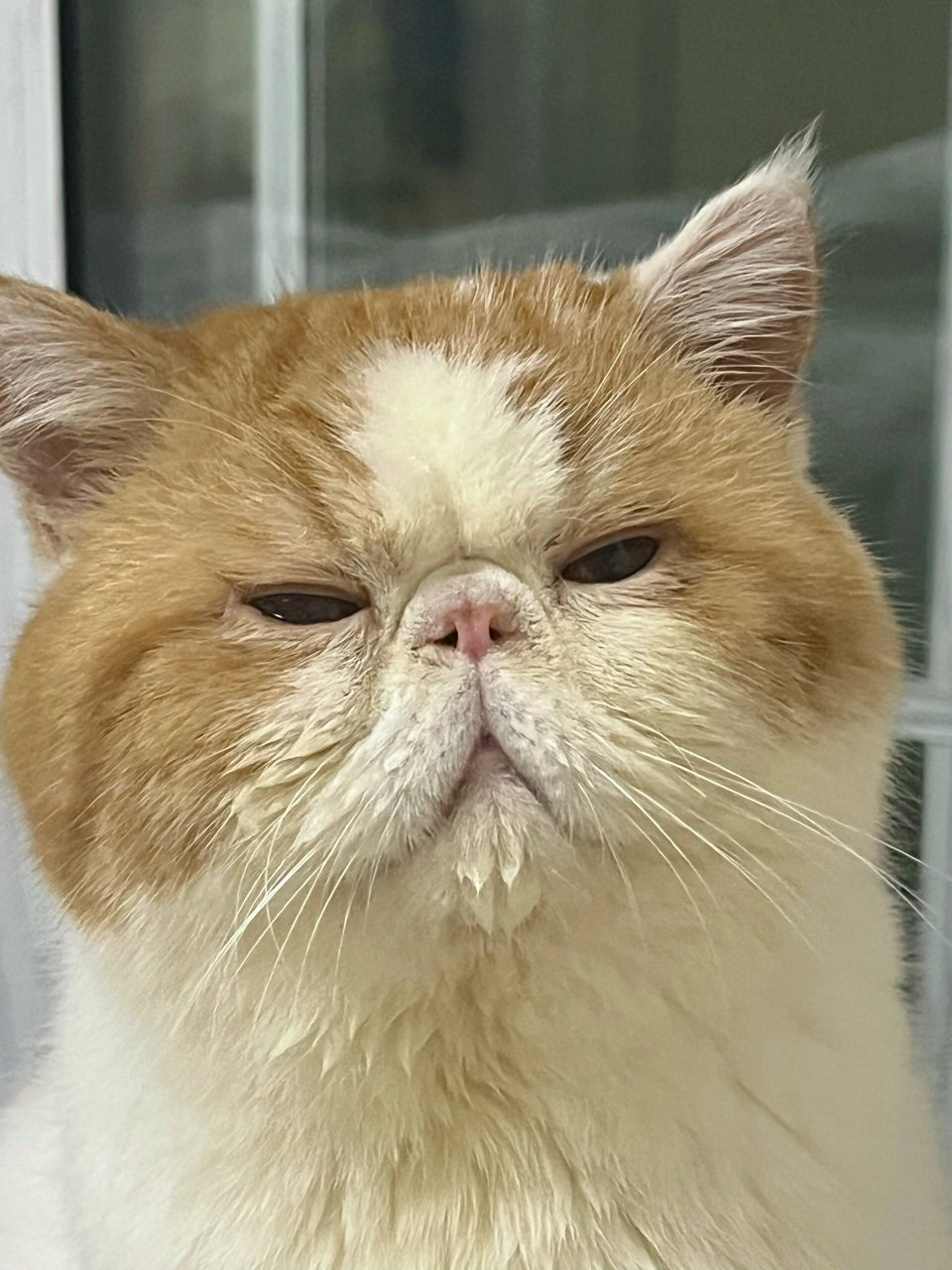 我就是那只被你们说脸臭的小猫咪  其实我也不想这样的,可这就是我