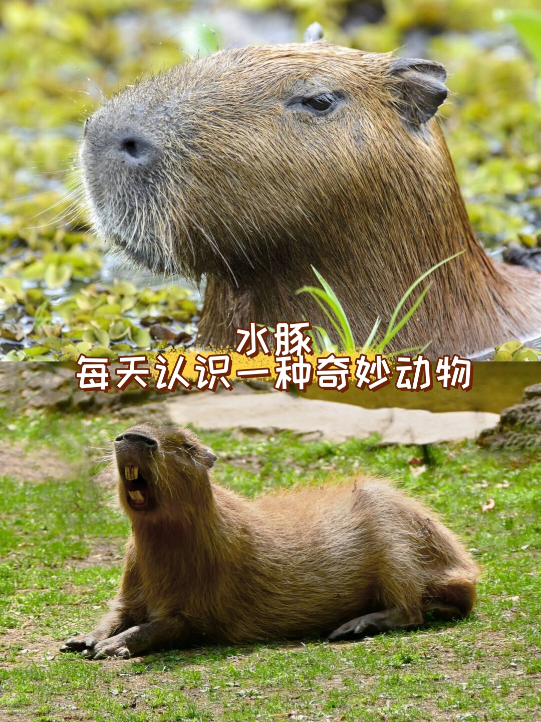 水豚 每天认识一种奇妙动物