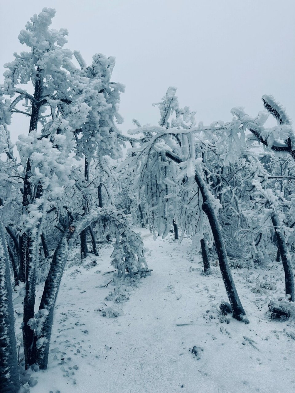 杏梅尖雪景图片