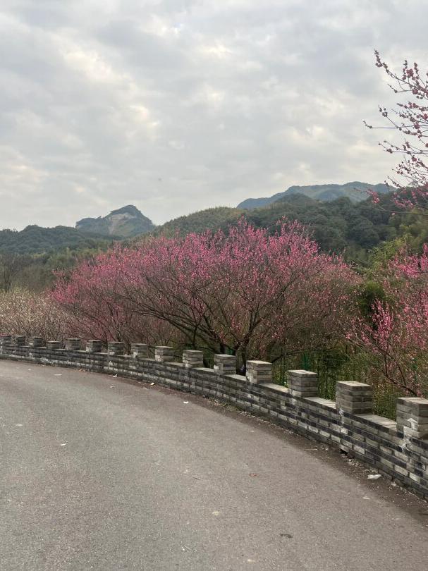 周末带孩子们去户外活动,萧山进化镇吉山梅园是个好