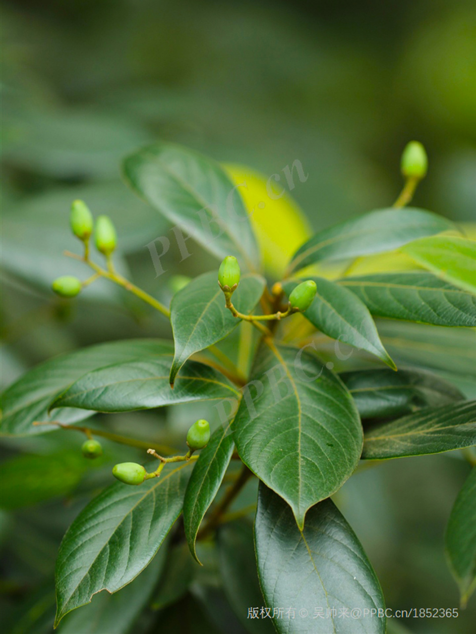 每天认识一种保护植物|浙江楠  9991 国家二级保护野生植物:浙江