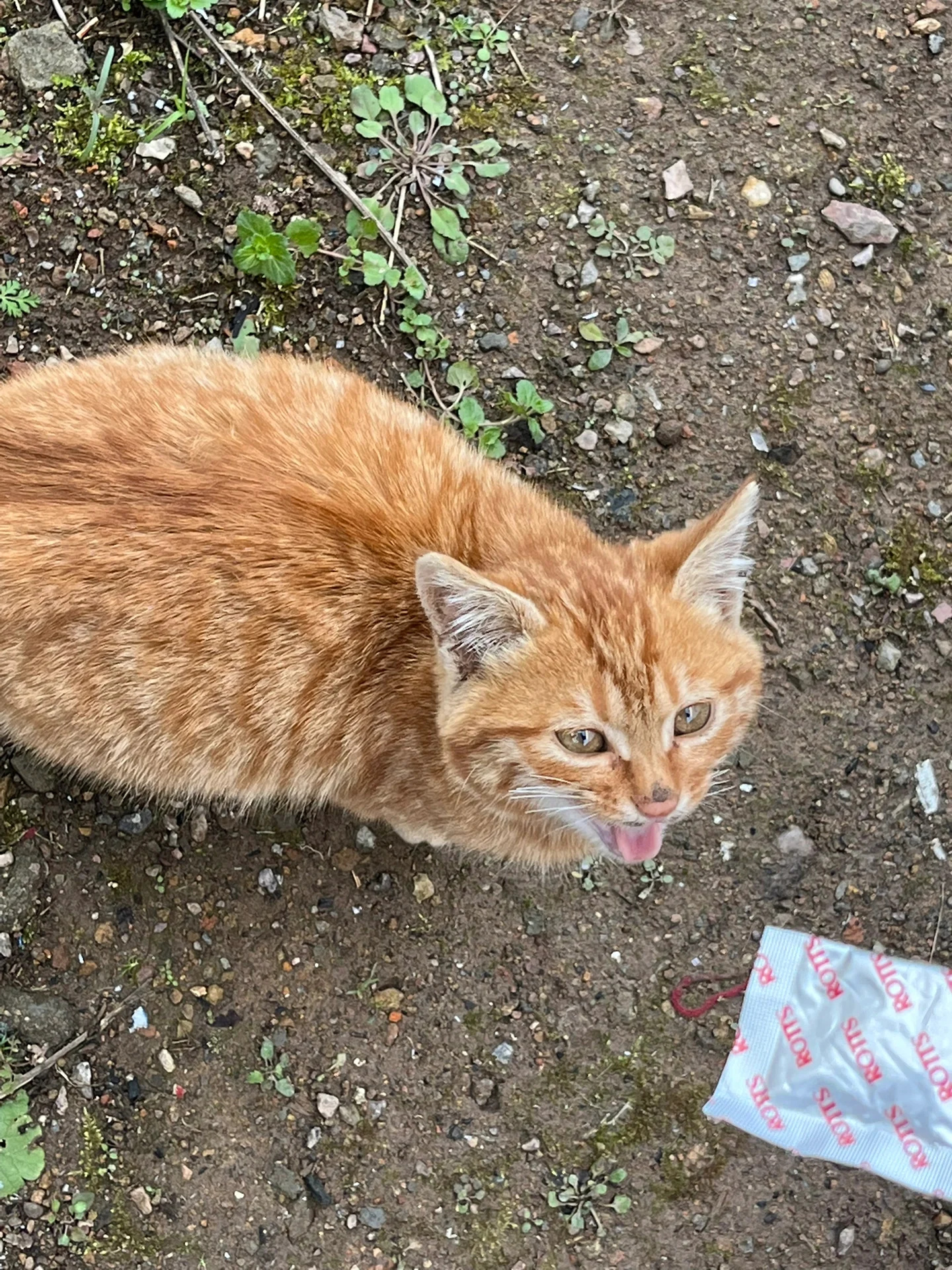 大橘猫邻居家的小猫咪图片