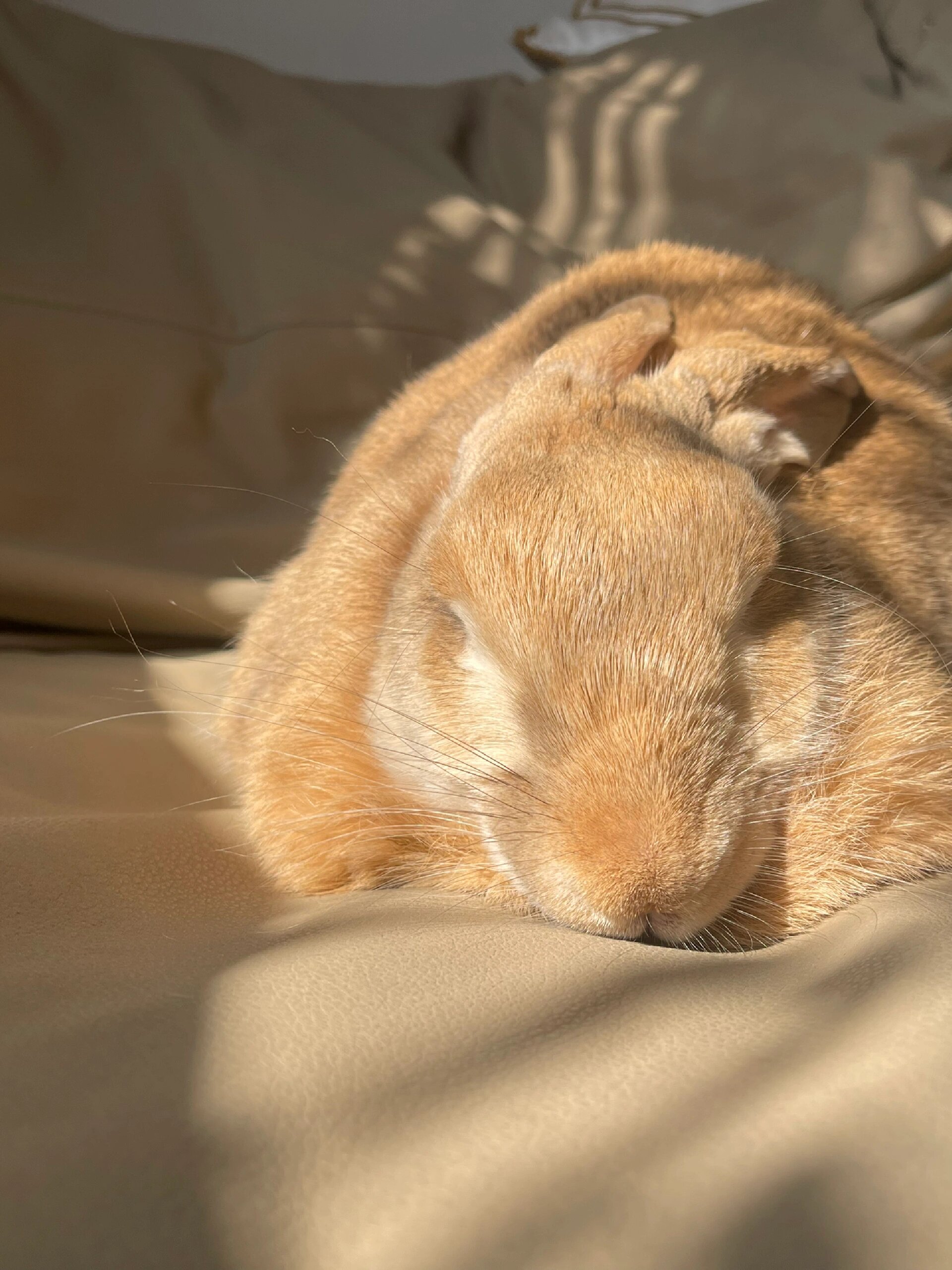 因为钙对于兔子的骨骼发育和健康非常重要