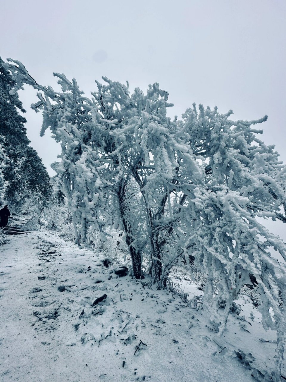 杏梅尖雪景图片