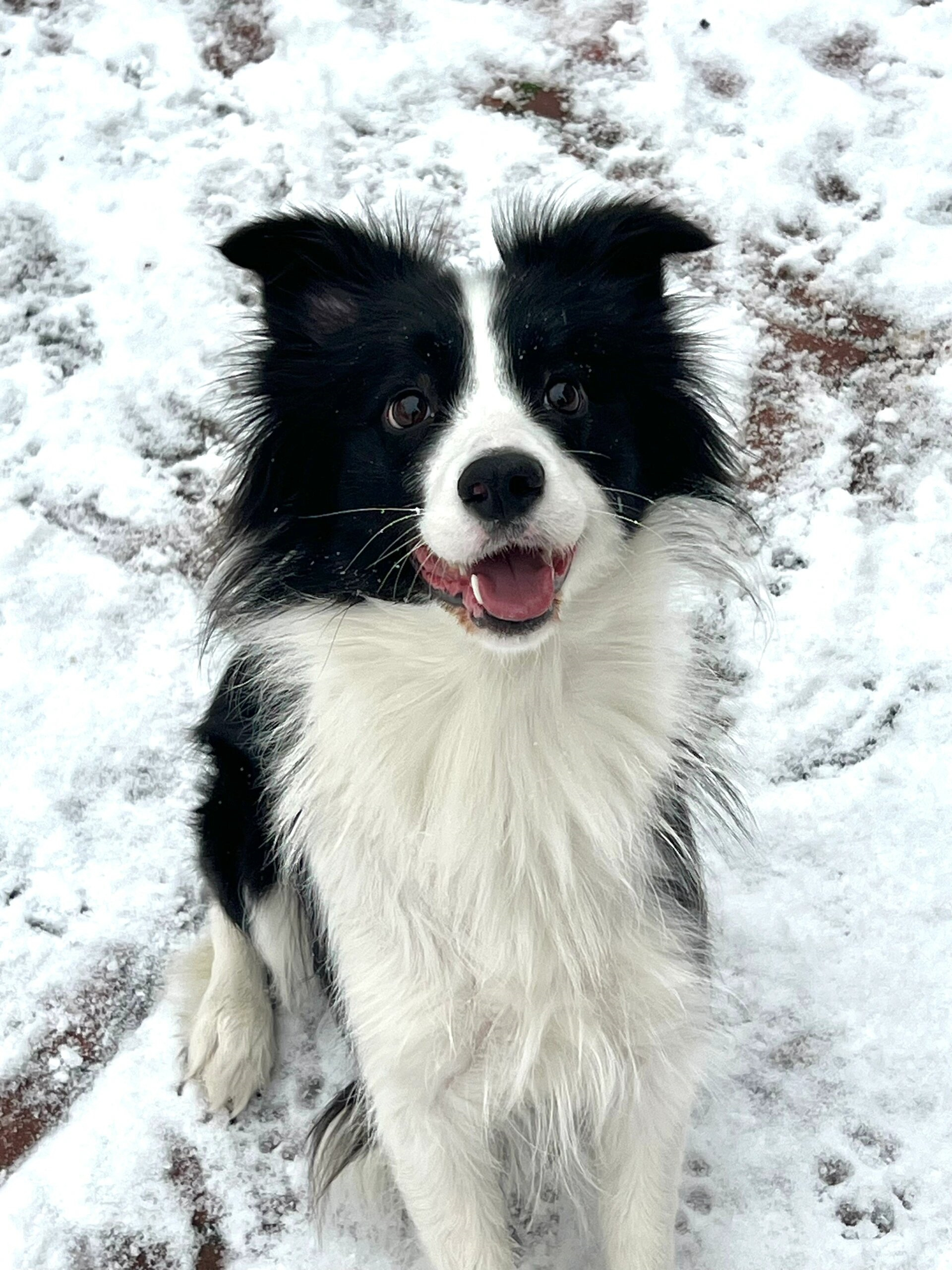 今天带着我家狗狗去雪地里玩了个痛快,它简直玩嗨了!