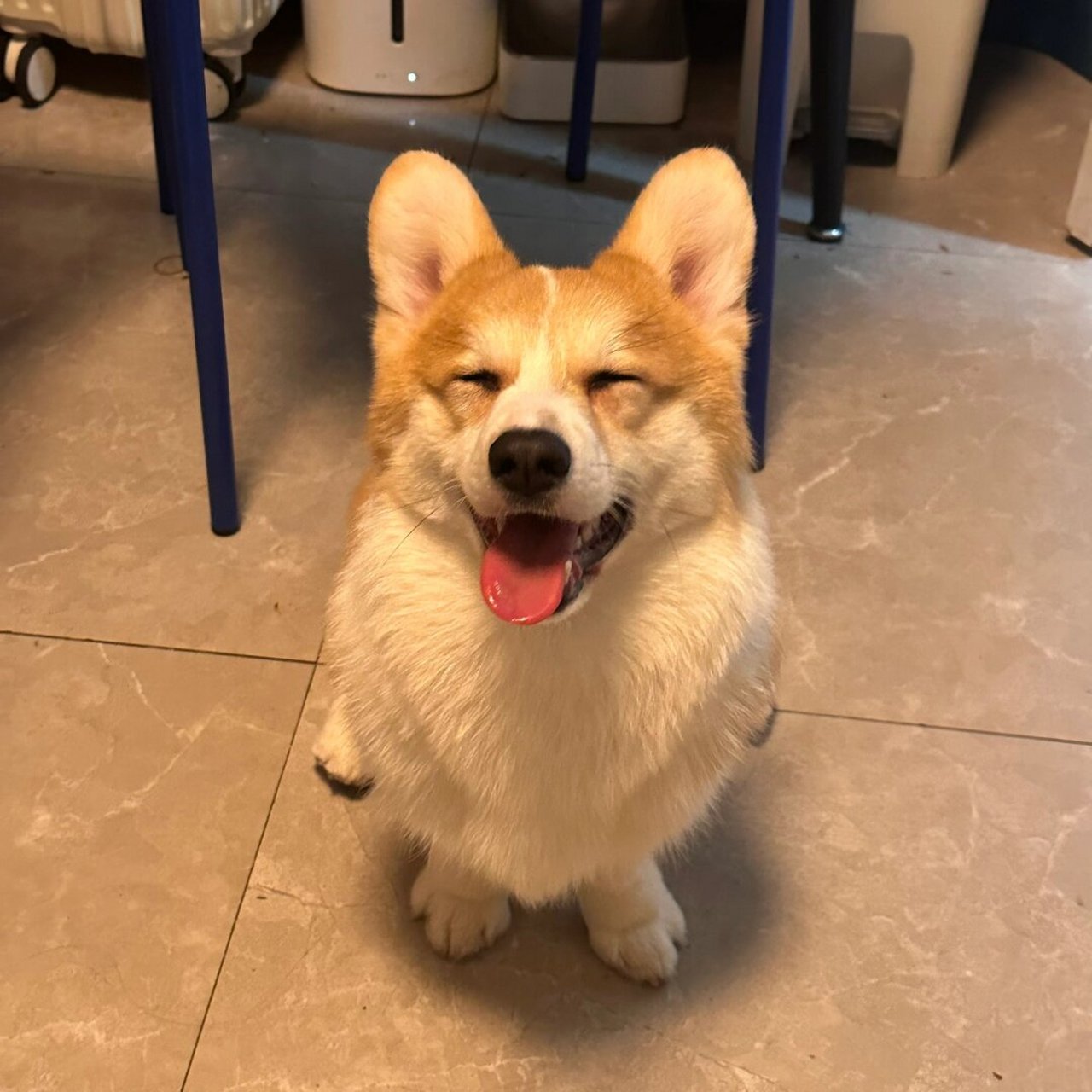 98一张图证明小狗被我养的很好98,我先来01  97看这圆滚滚的