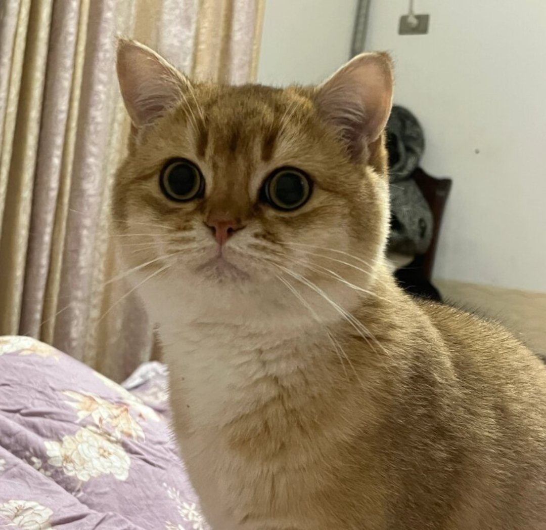 每次看到它那副天真无邪的样子,我的心都要被融化了