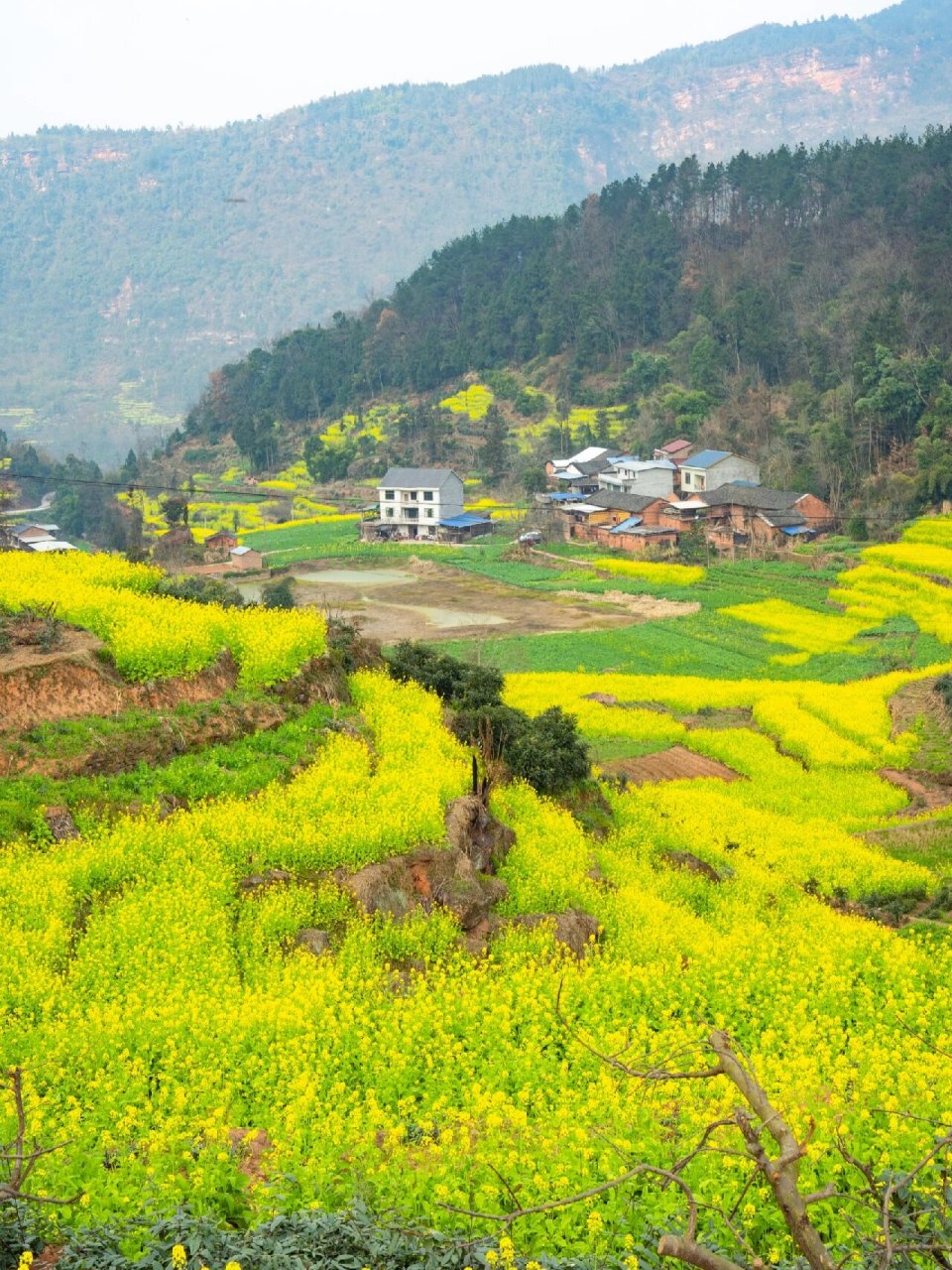 泸州市区油菜花图片