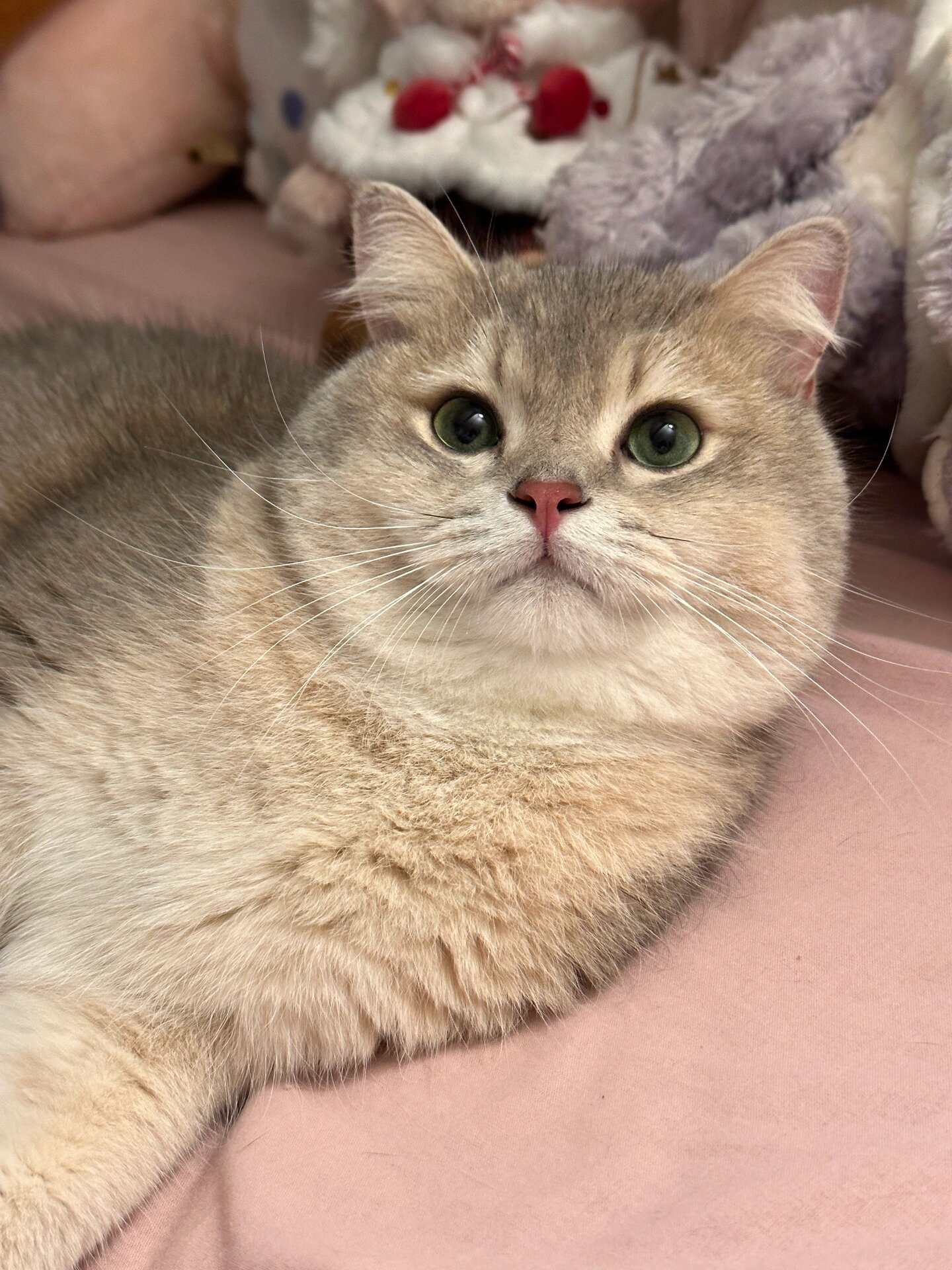 我家这只就像牛奶威化一样