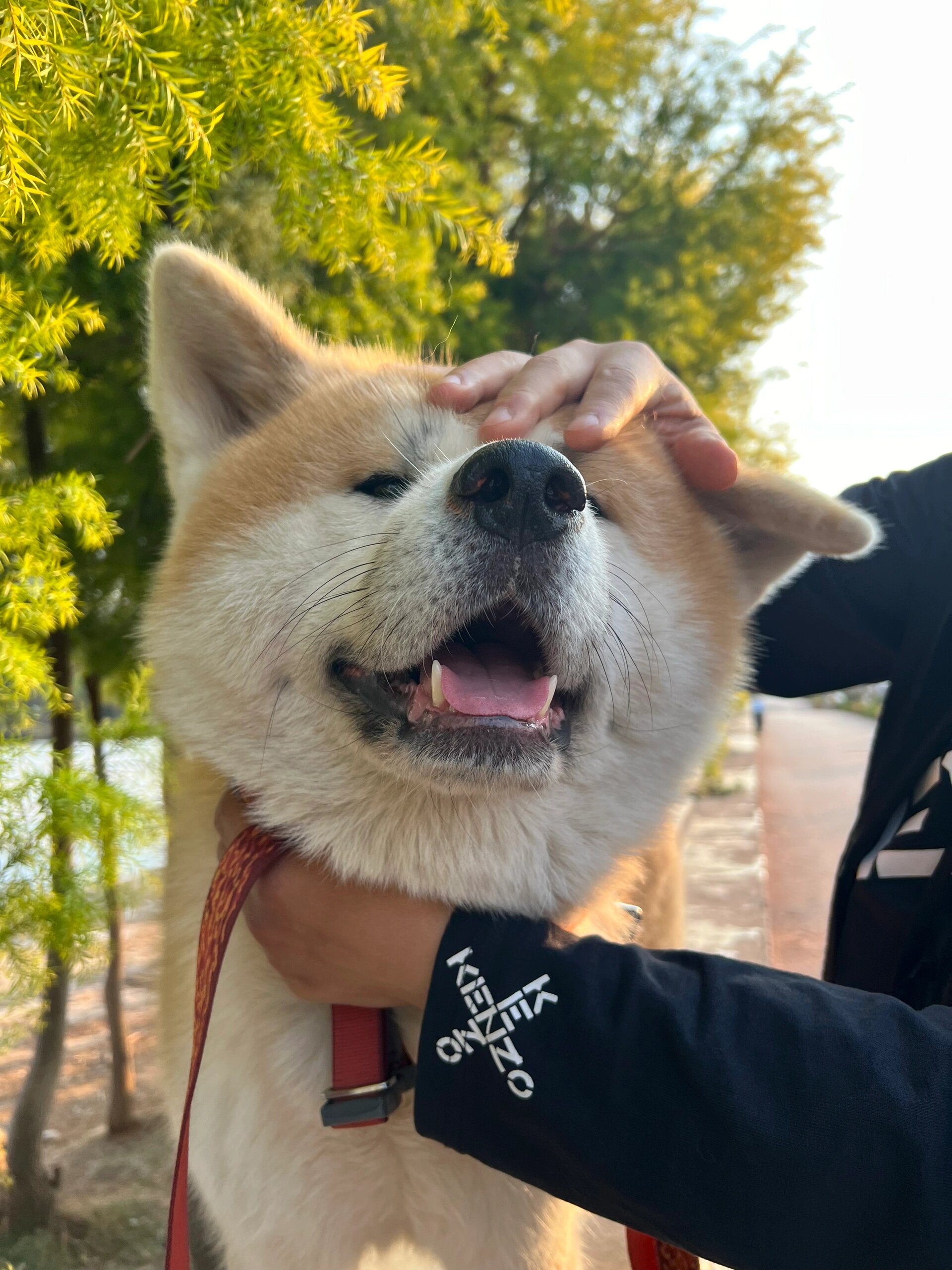 谢谢你狗子高清图图片