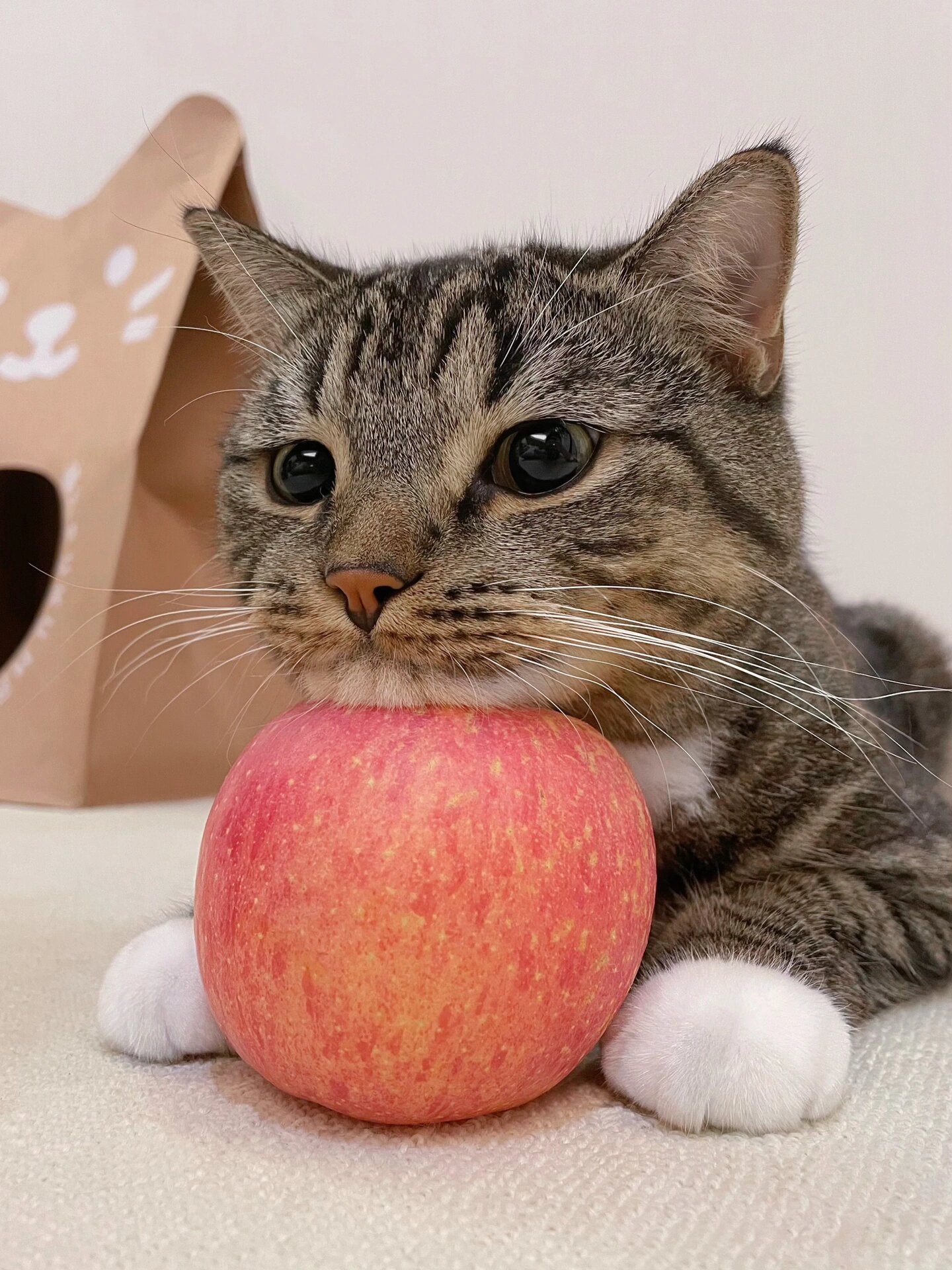我家猫猫叫小咪,是一只温柔可爱的女孩子