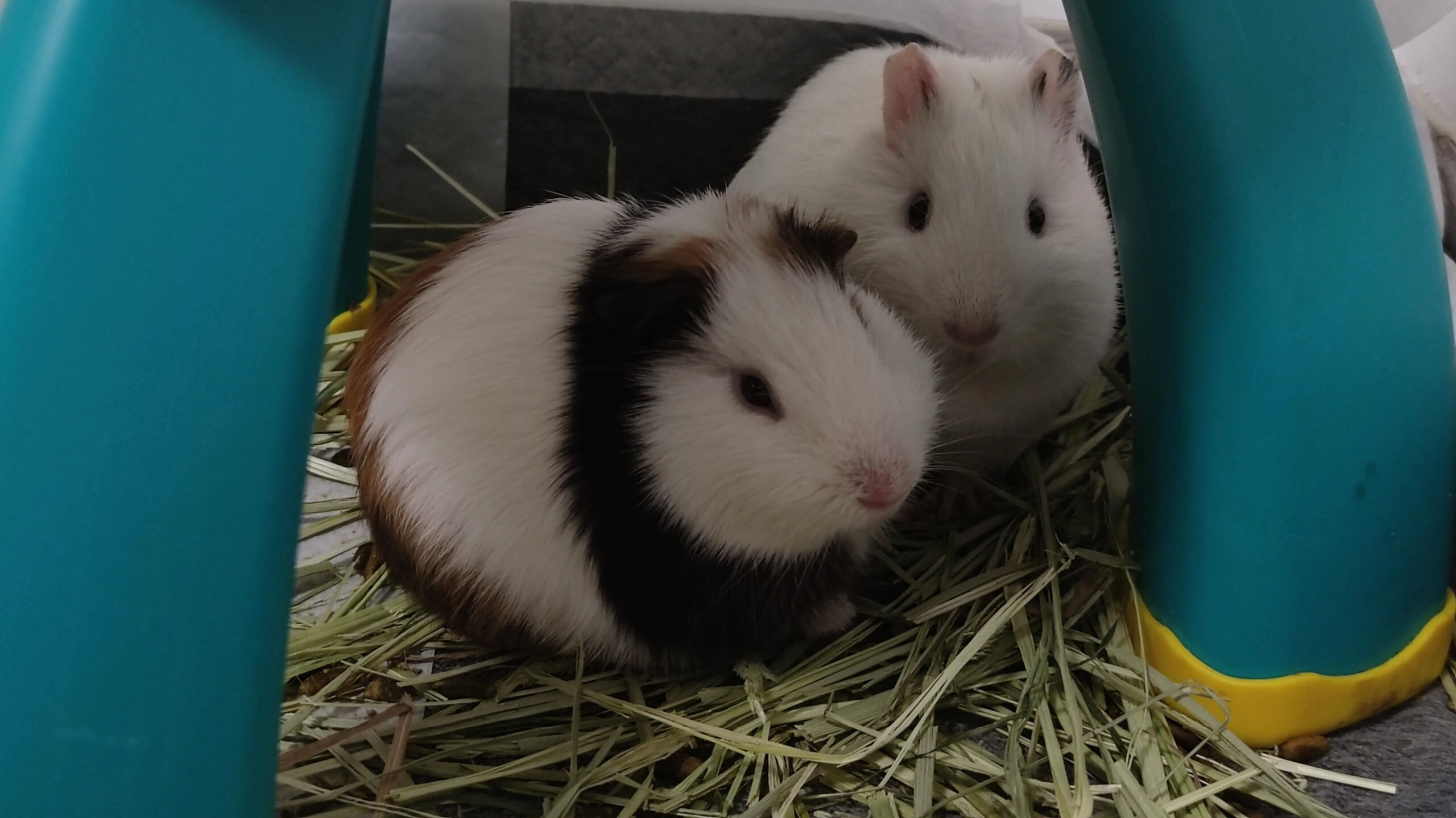 豚鼠为什么叫荷兰猪不叫别的猪为什么在线