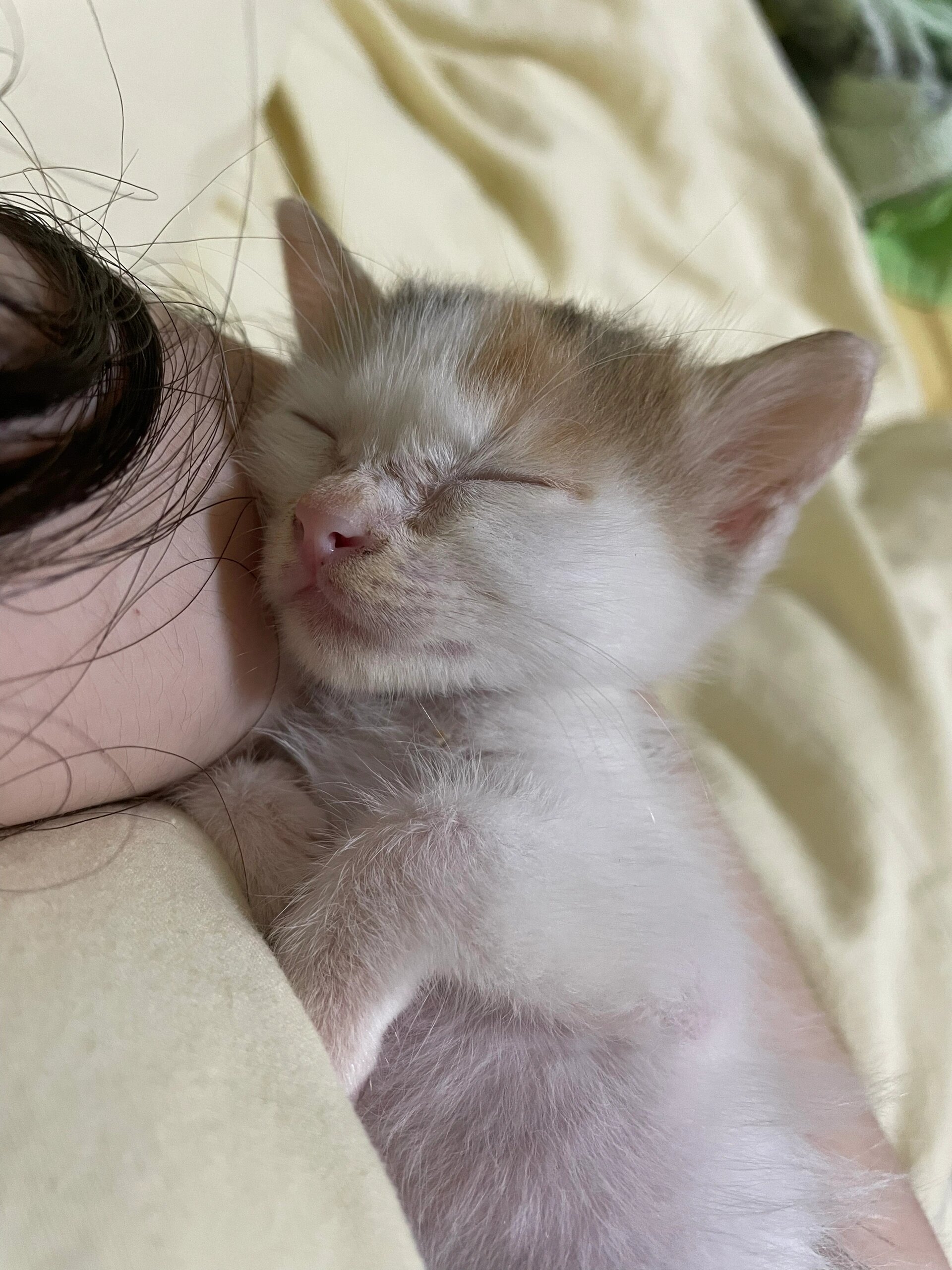 猫咪为什么喜欢蹭脸